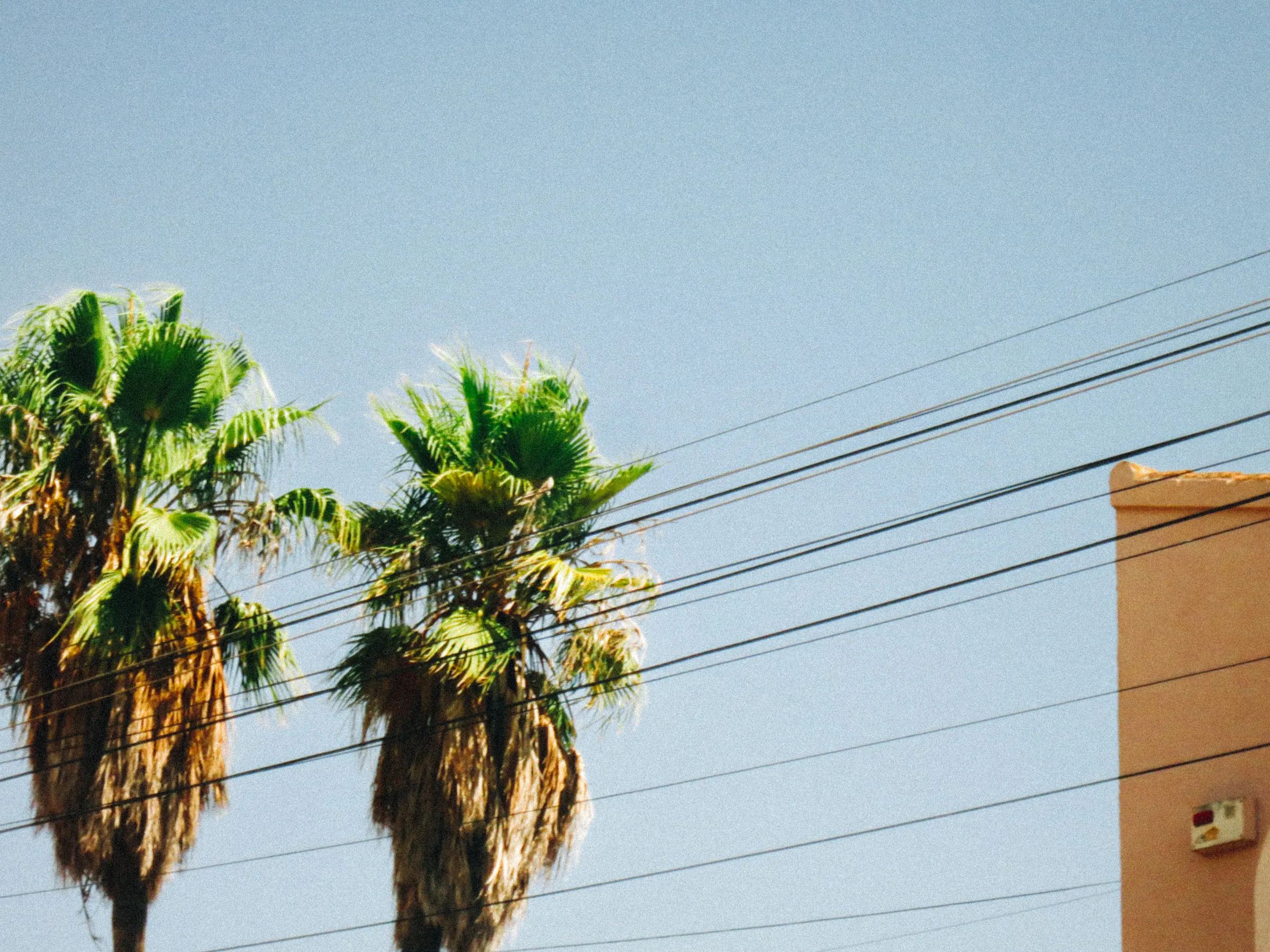 Two palm trees against a clear blue sky, power lines crossing in front of them